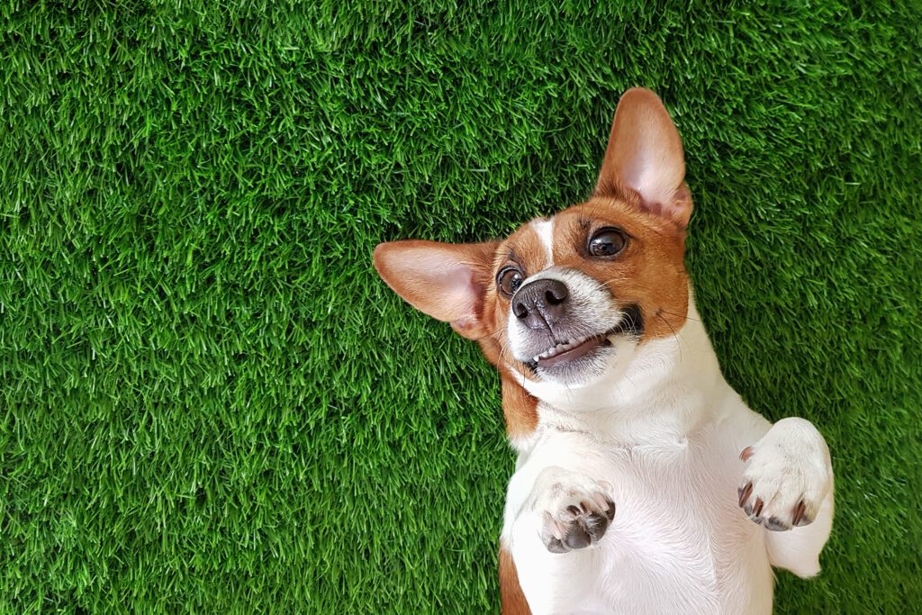 Crazy smiling dog jack russel terrier, lying on green grass. Happy new year.