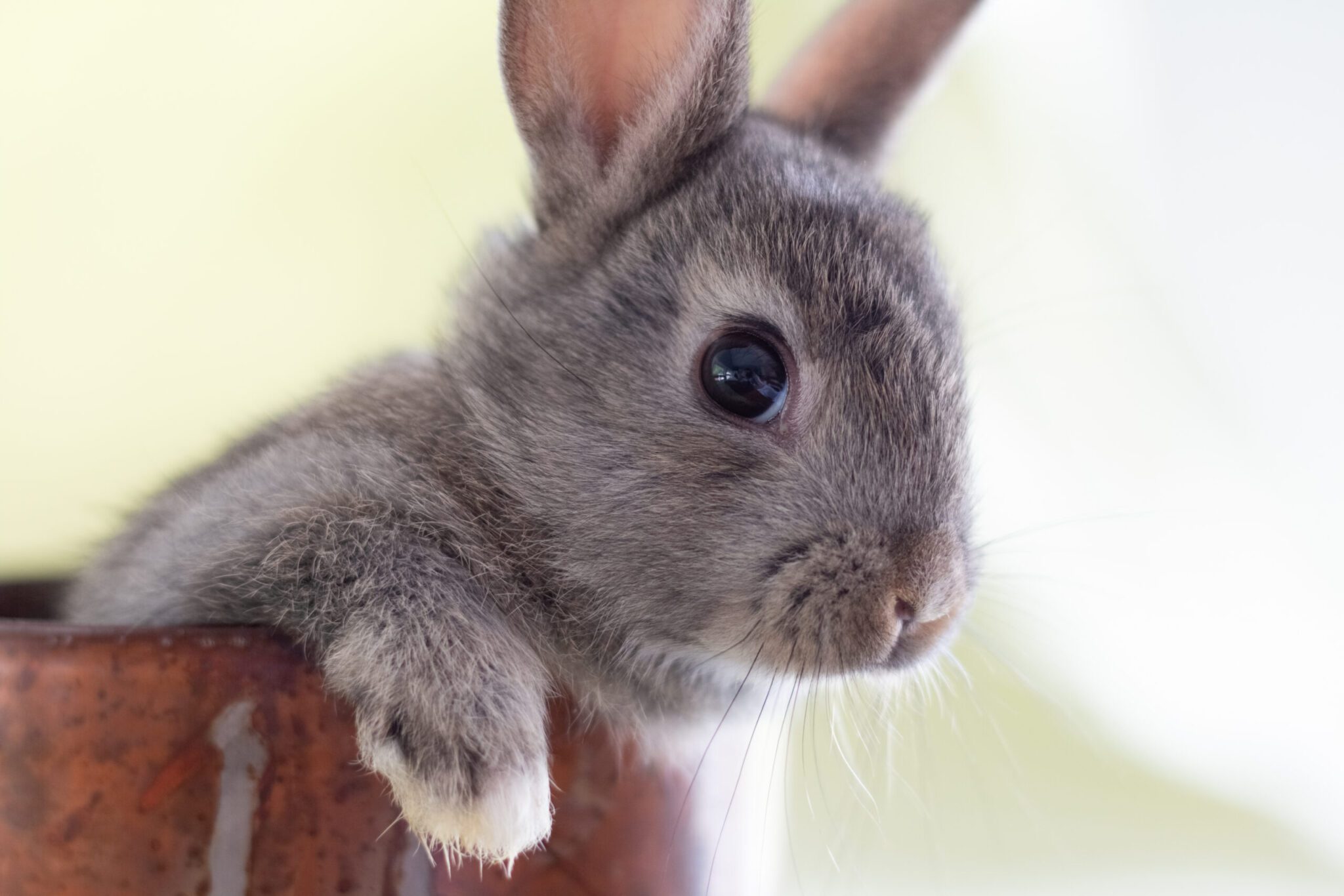Close up of a bunny