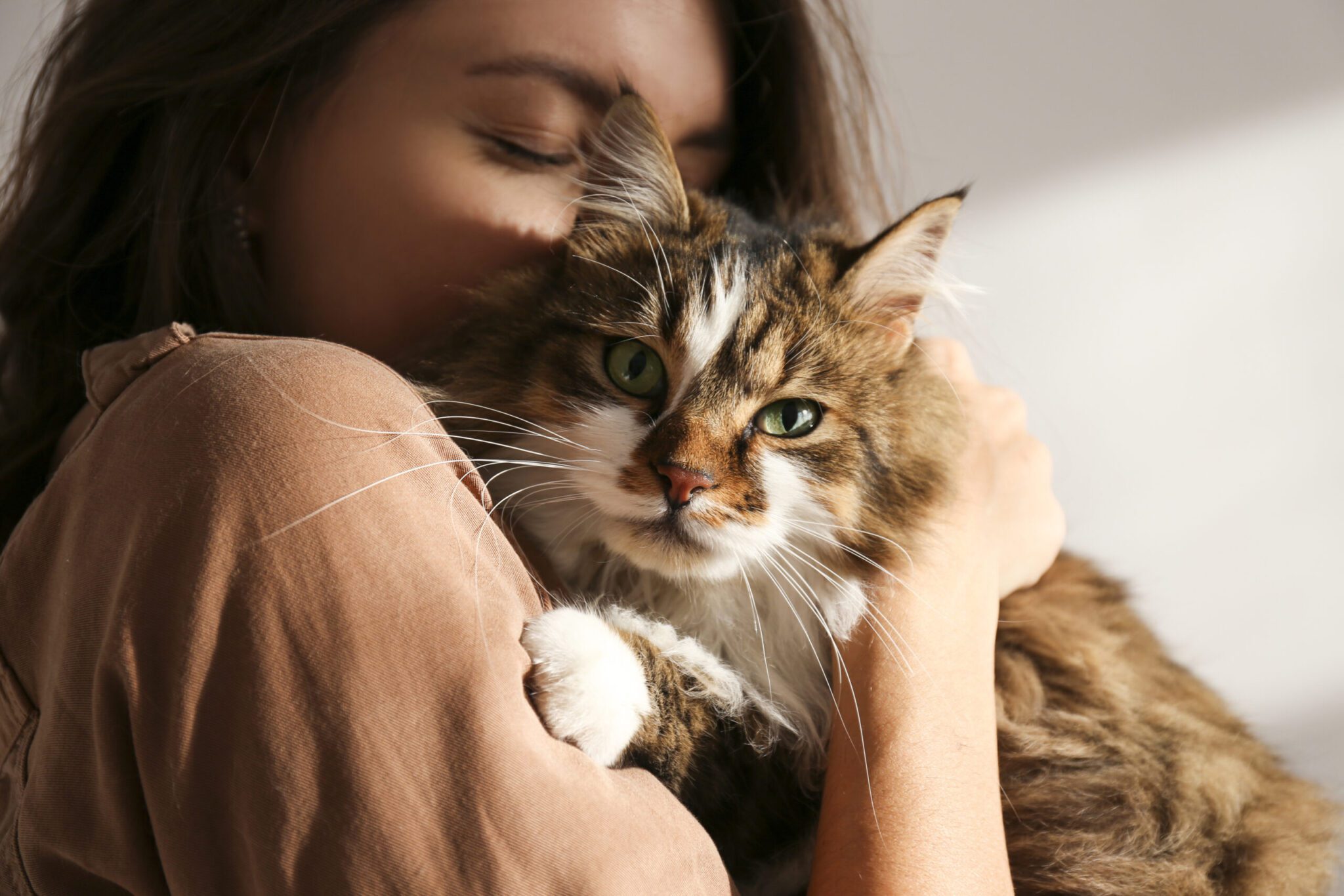 Portrait of young woman holding cute siberian cat with green eyes. Female hugging her cute long hair kitty. Background, copy space, close up. Adorable domestic pet concept.