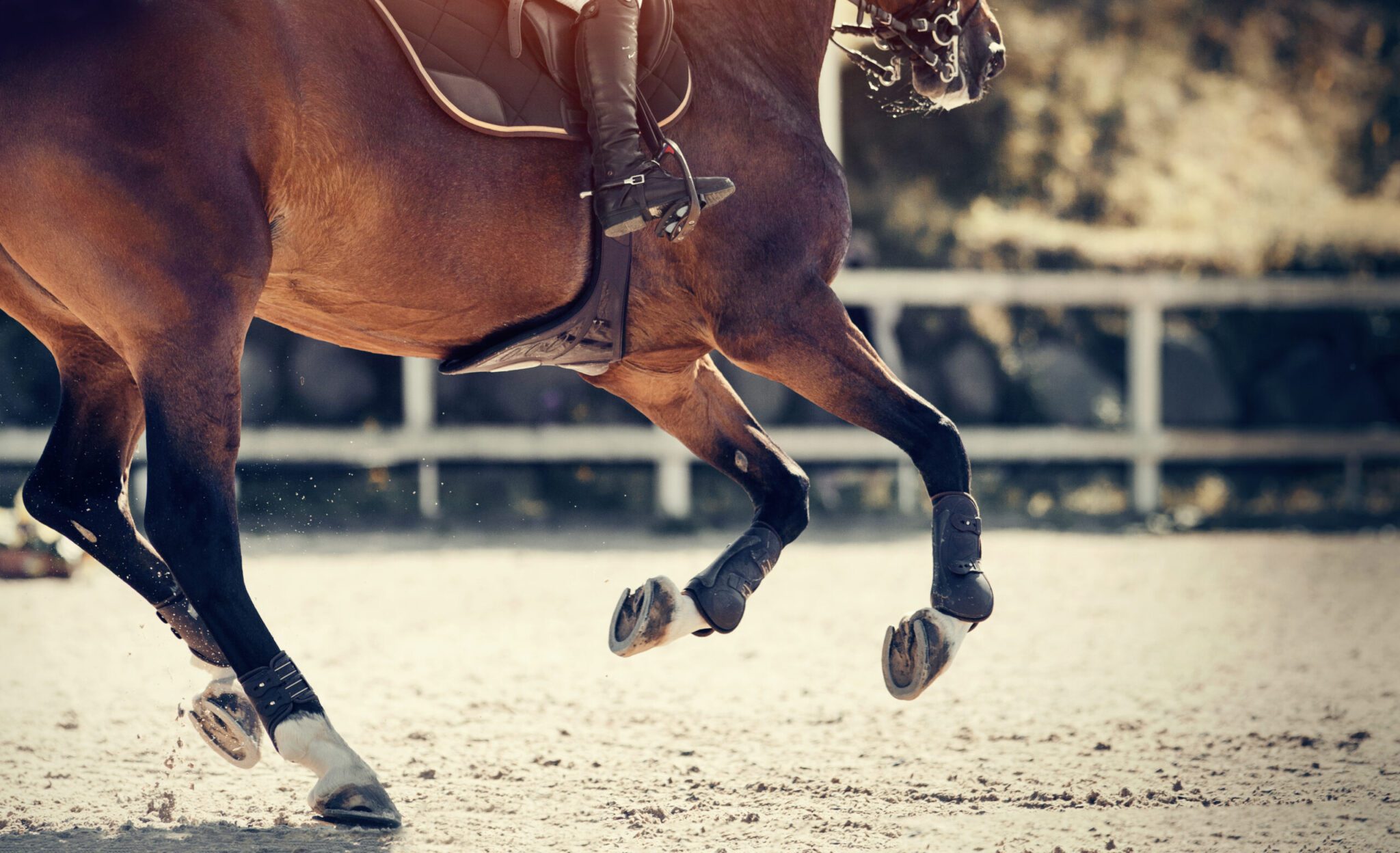 Equestrian sport. Galloping horse. Legs of a galloping horse close-up. Dressage of horses in the arena. The leg of the rider in the stirrup, riding on a horse. Overcome obstacles. Jumping competition.