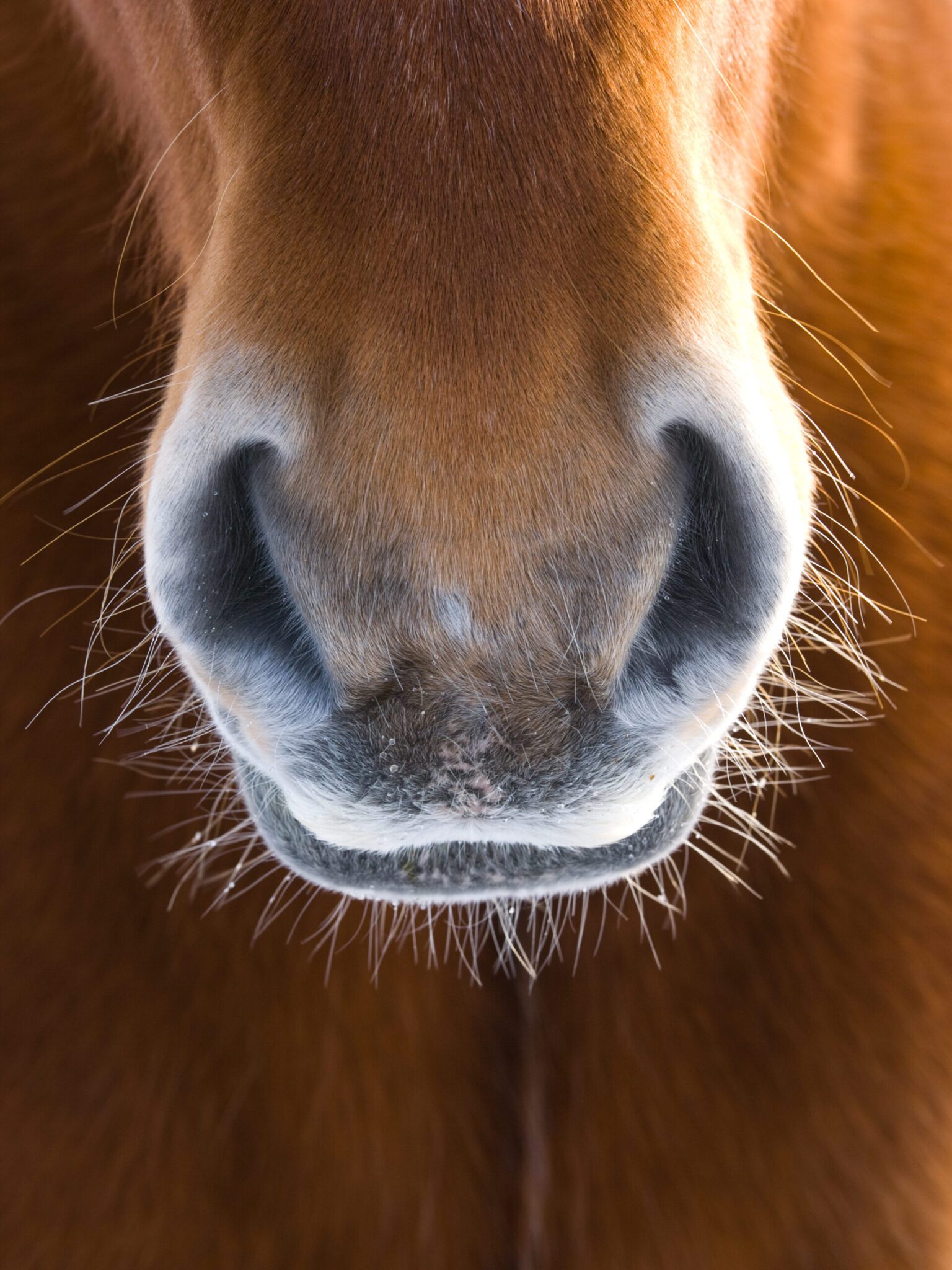 An abstract shot of the muzzle of a chestnut horse