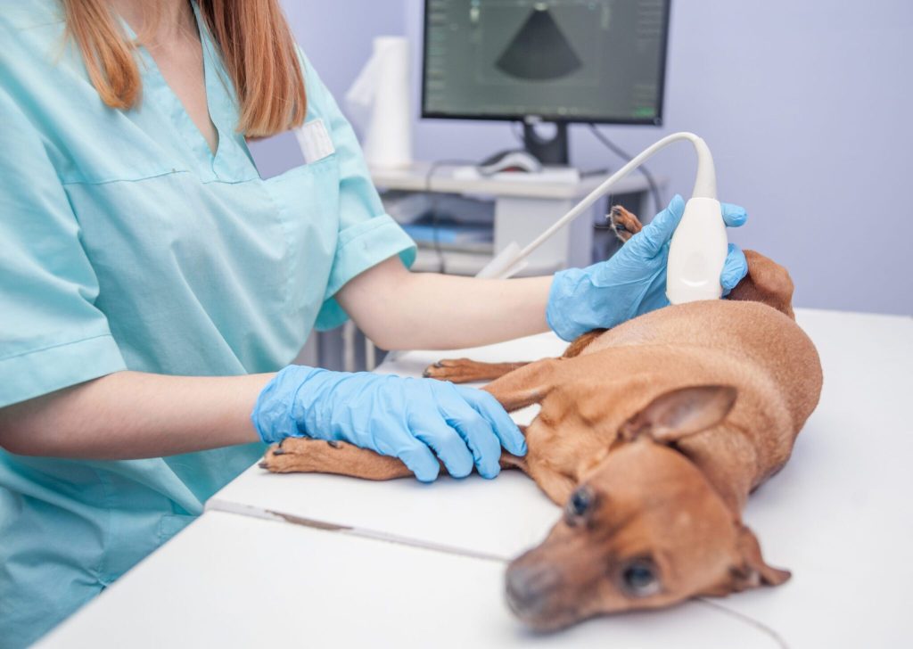 Hund til ultralydsscanning hos dyrlæge