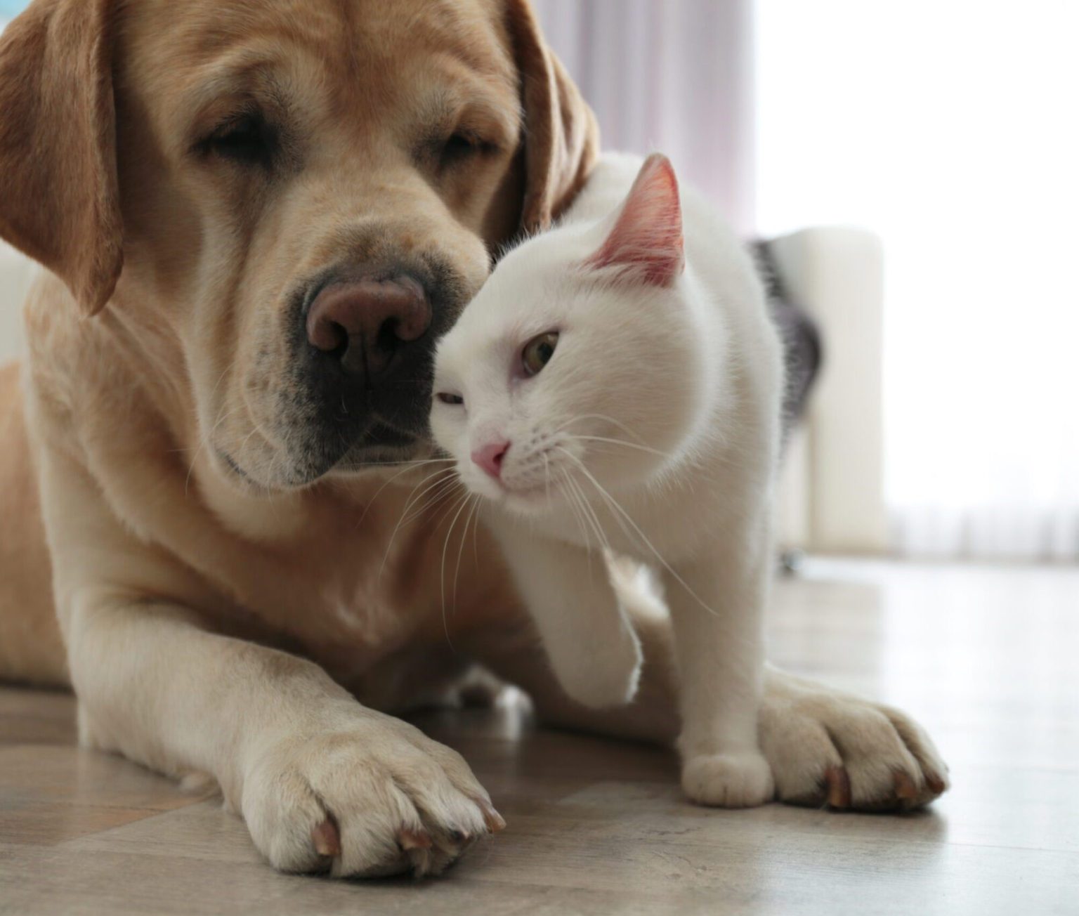 Hund og kat