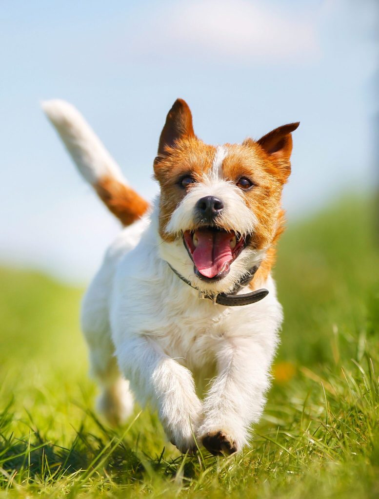 Glad hund løber på græsplæne
