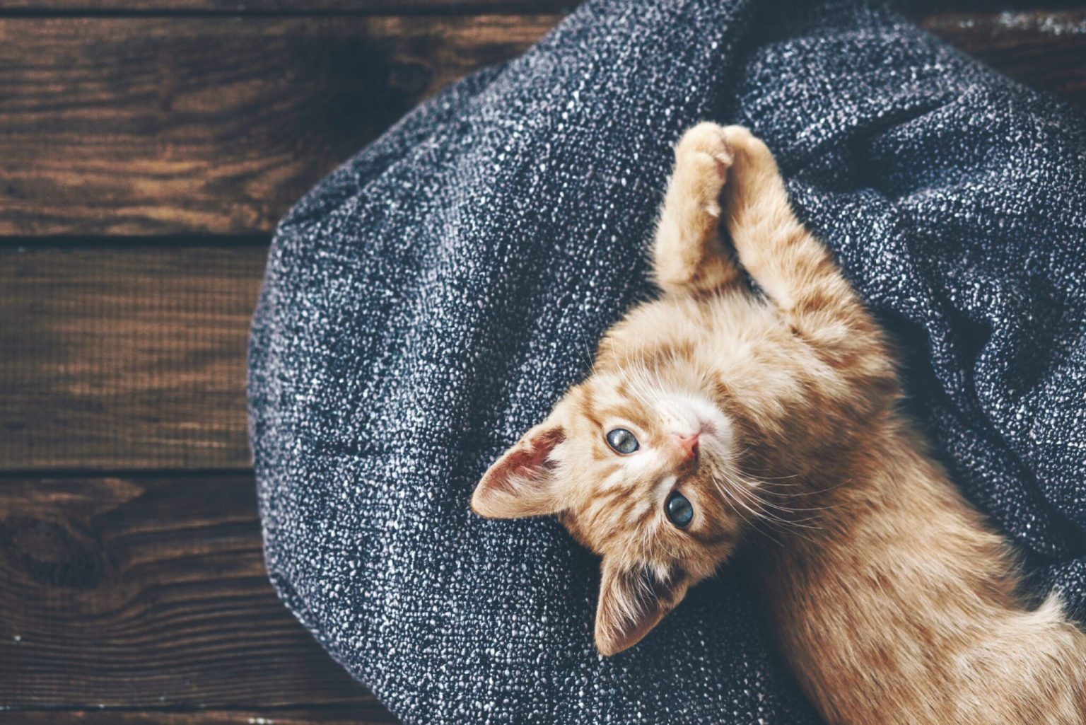 Kat i et tæppe
