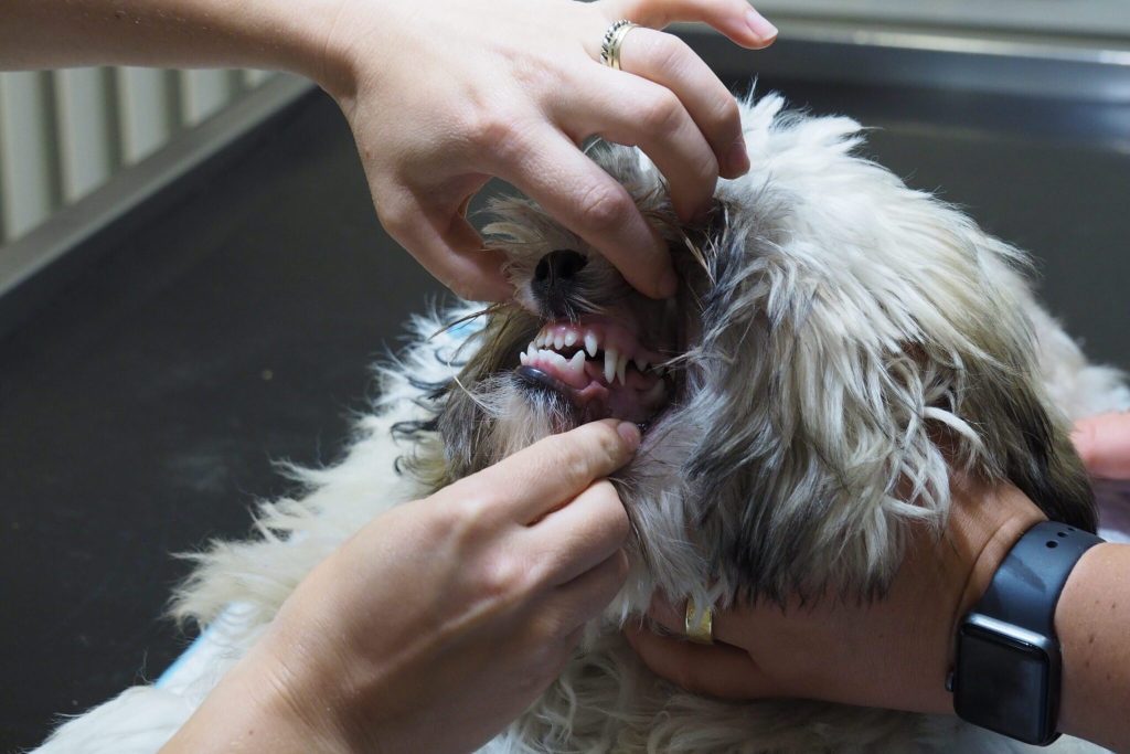 Hund får tandtjek af dyrlæge