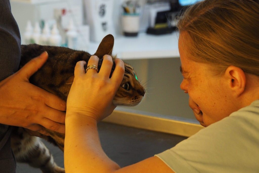 Kat får tjekket øjne af dyrlæge